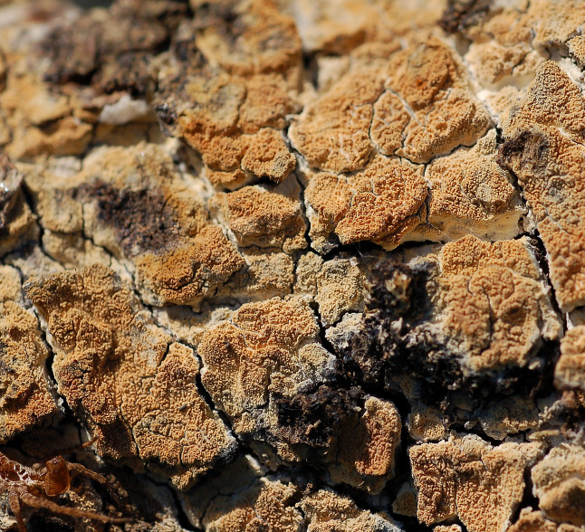 Un corticioide dalla Sicilia (Hyphodermella corrugata)